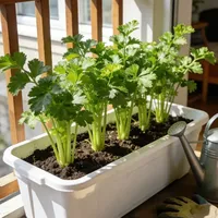 一把芹菜吃半年：越劈越旺的懒人菜