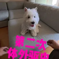6个月就可以做第二次体外驱虫啦#守护镜头里的动物 #狂想地球村 #驱虫 #新年 #西高地皮卡