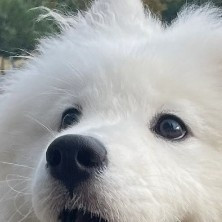 春季宠物护理要点与误区解析