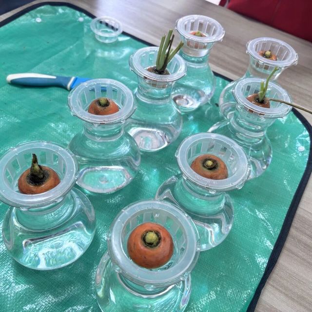水培胡萝卜头：零成本绿植替代方案的观赏性与实用性边界