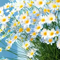 干皮抗老精华油推荐：500元内五款实力派，成分党闭眼入不踩雷