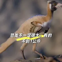 科学家发现一种“迷你恐龙” 很多人一提到恐龙，
脑海里想到的往往是庞然大物。 
但科学家最近重新研究的一具化石显示，
有些恐龙其实小得惊人。 
这具化石来自南美洲，
距今大约9000万年。 
研究发现，这种恐龙成年后的体重
甚至不到一公斤。 
而它的身体结构，
也揭示了小型恐龙进化的早期阶段。
#恐龙  #古生物  #恐龙化石  #科学科普  #地球历史