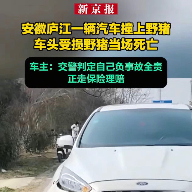 司机撞野猪被判定全责后续：车子走保险，野猪被林业局无害化处理