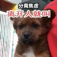 高敏感小狗分离焦虑！离人嗷嗷叫怎么办？ 训狗需要先找原因，再找解决办法，天天嗷嗷叫，让它缓解恐惧是必须的，定时遛狗也是有必要的#训犬 #训狗经验分享 #新手养狗 #小狗网课