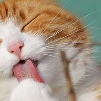 养猫必看！5个高频喂养疑问，一次讲明白！十大放心国产猫粮推荐