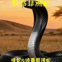 致命非洲蛇: 非洲毒蛇生存战:从“影帝”唾蛇到“神射手”射毒眼镜蛇#毒蛇 #动物百科 #自然界动物