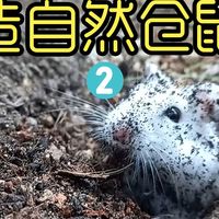 沉浸式养仓鼠 把仓鼠和蔬菜种一起会发生什么 太解压太好玩了