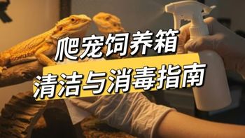 爬宠饲养箱清洁与消毒指南