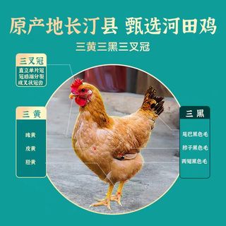 东方甄选长汀河田鸡｜一口沦陷的客家鲜鸡，细腻到抿嘴化