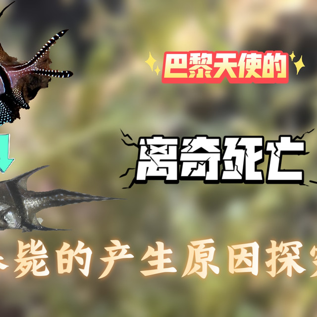 【养鱼】暴毙的巴黎天使，"是鱼性的泯灭还是鱼德的沦丧"