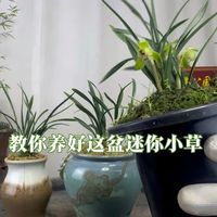 新手养春兰翠盖荷这3个坑，千万别采！