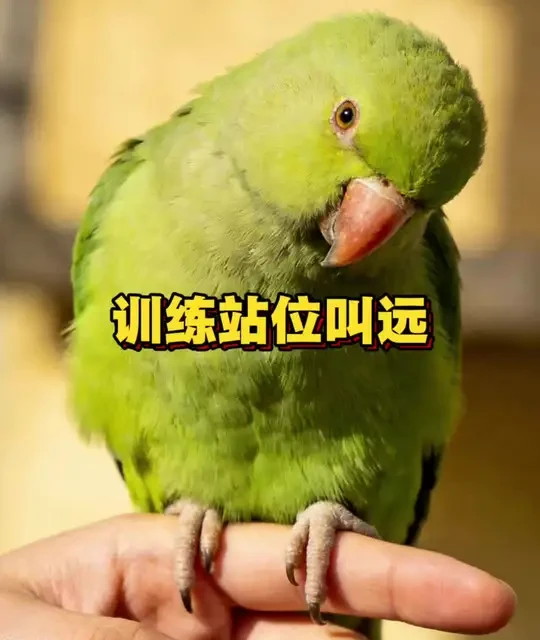 鹦鹉训练站位叫远 #鹦鹉 #鹦鹉小白 #鹦鹉日常 #手养鹦鹉 #训鸟高手