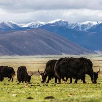 别只看产地！新疆、内蒙、西藏奶肉制品的原料工艺与适配场景差异