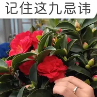 #养茶花 的九个忌讳，避开这几点你的茶花也可以养的枝繁叶茂，花开不断#花卉绿植 #茶花养护