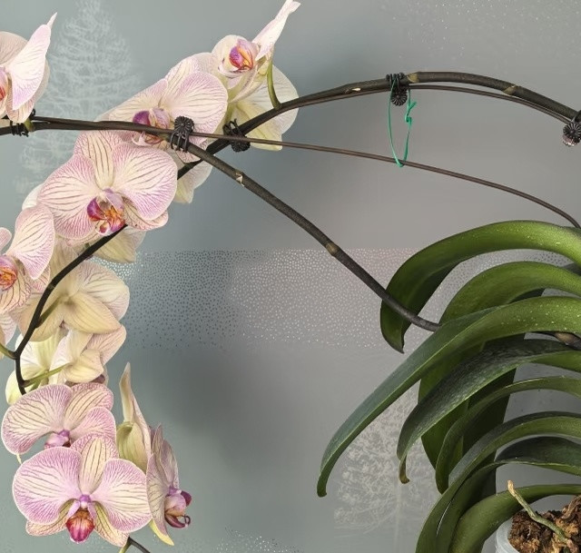 河北男子蝴蝶兰养5年“成精了”，超大老桩，网友：成万代兰了！