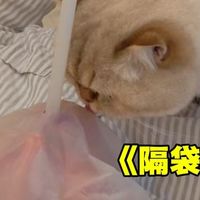 当家里有个猫毛过敏的人是怎么撸猫的