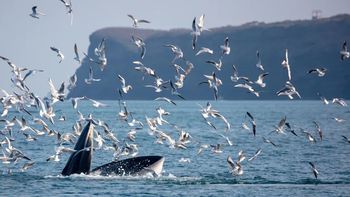 把冬天留给涠洲岛！看日出寻鲸群，跨年仪式感拉满！