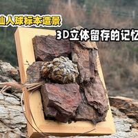 仙人球标本造景|相框留存植物记忆