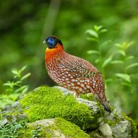 别只看焦距！拍鸟选手机还是长焦相机，关键看对焦可靠性与连拍持续性