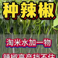 淘米水加一物，辣椒高产挡不住！#辣椒 #辣椒种植 #辣椒高产 #种植小技巧 #抖音助农