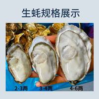 小文哥乳山生蚝｜一口鲜到跺脚！烧烤党必囤的肥美海蛎子