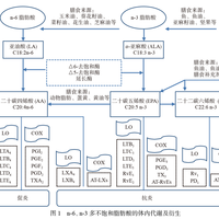 山茶油抗炎胜橄榄油？Omega-6/Omega-3比值与烟点决定食用油健康上限