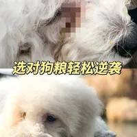 比熊泪痕反复？这款狗粮从内调理很管用