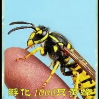 我孵化了1000个寄生蜂卵。#生物多样性 #黄蜂 #昆虫学 #昆虫科普 #自然观察