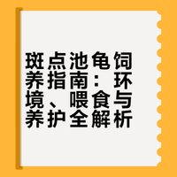 一天一只萌龟🐢斑点池龟｜满天星小神龟