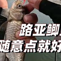路过小水坑路亚鲫鱼顺便试试轻铅重铅有什么影响