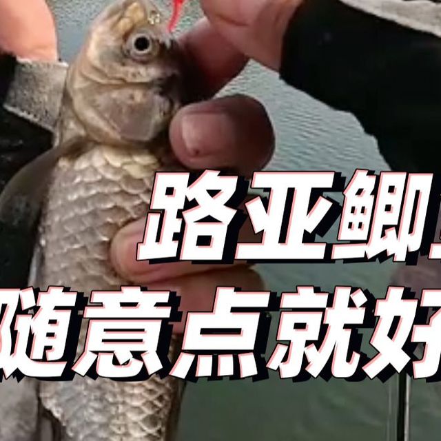 路过小水坑路亚鲫鱼顺便试试轻铅重铅有什么影响