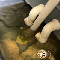 锦鲤和草金鱼缸的过滤介绍