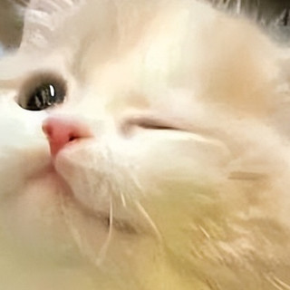 避开 315 黑名单！2026 安全放心猫粮推荐