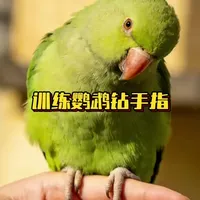鹦鹉训练出笼训练小技能 钻手指！ #鹦鹉 #鹦鹉小白 #鹦鹉日常 #训鸟高手 #手养鹦鹉