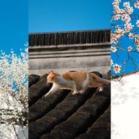 【拍照第一视角教程】用新镜头记录的初春的世界，感受苏州的园林的美妙 适马20-200F3.5-6.3初体验