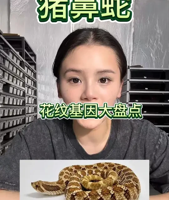 猪鼻蛇单基因大盘点第一期！ #猪鼻蛇 #宠物蛇 #神奇动物 #玉米蛇 #爬宠