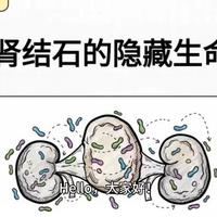 以前都以为肾结石是尿液结晶的“硬石头”，2026国际顶刊研究直接炸场：70%以上的草酸钙结石里，全藏着活细菌和生物膜！它的意义不单单是改写肾结石，可能胆结石、痛风以及血管钙化等均被改写。