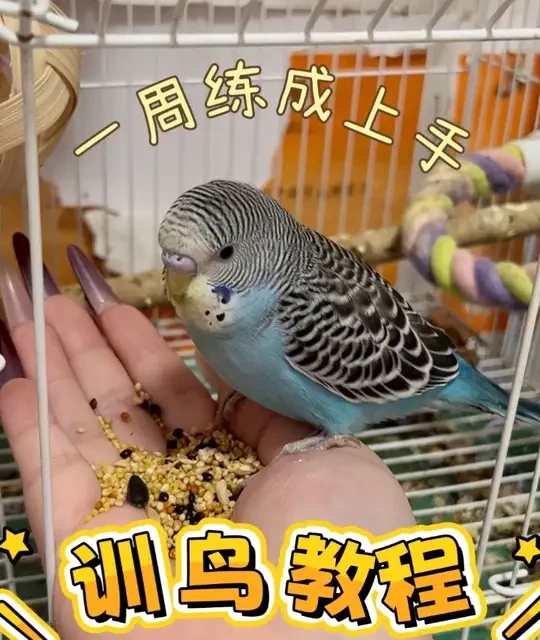 一周速成！超详细的笼养鸟上手教程第1⃣️期📝
其实之前出过一期以山瑞为主角的笼养转手养教程，不过最近接到这只皮皮正好可以出一期更详细全面的新视频，做法还是以控食训练为主，通过食物奖励逐渐让小鸟减少对人手的恐惧，非常需要耐心！第二期视频正在剪辑中…#养鹦鹉入门教学 #虎皮鹦鹉 #新手养鸟攻略 #萌宠日常记录 #养鸟经验分享