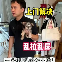 小狗乱拉乱尿  看我一条视频教会你！ #福建上门训犬 #狗狗乱拉乱尿怎么办 #狗狗定点上厕所训练 #训犬 #约克夏