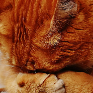 猫咪吃什么牌子猫粮好？什么猫粮好猫粮排行榜前十名，拒绝智商税