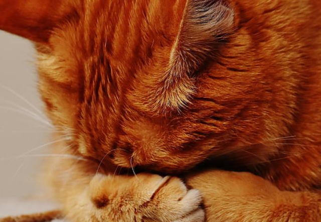 猫咪吃什么牌子猫粮好？什么猫粮好猫粮排行榜前十名，拒绝智商税