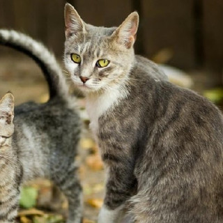 有哪些口碑公认好的国产猫粮推荐？2026最靠谱的猫粮排行榜TOP5