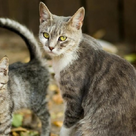 有哪些口碑公认好的国产猫粮推荐？2026最靠谱的猫粮排行榜TOP5