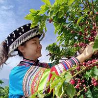 2026云南咖啡翻身：告别砍树之痛，从雀巢廉价代工到全球精品新王