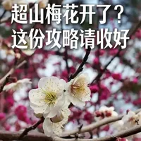 杭州超山梅花开了？带娃带爸妈，这份攻略请收好！#超山风景区 #超山梅花节 #超山梅花季 #超山梅花 #超山赏梅