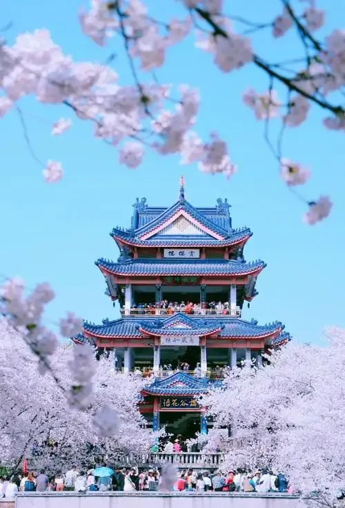 三月鼋头渚赏樱攻略