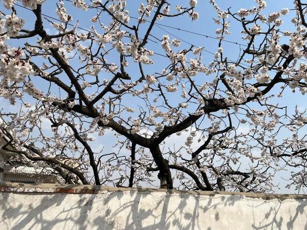 丹东春日赏花指南