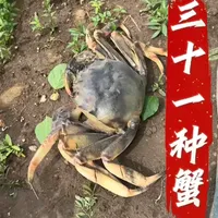 带你认识31种螃蟹，不认识的千万别乱吃！ #赶海 #神奇动物在抖音 #螃蟹