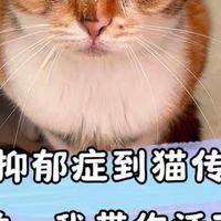 猫咪也会得抑郁症吗？