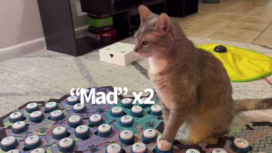 猫工智能爆火背后:是天才猫咪,还是一场美丽的误会?